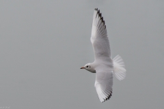 FD-2018-12-28-Hard-Möwe-VG-188494