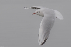 FD-2018-12-28-Hard-Möwe-VG-188499