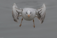 FD-2018-12-28-Hard-Möwe-VG-188620 FD-2018-12-28-Hard-Möwe-VG-188620