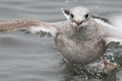 FD-2018-12-28-Hard-Möwe-VG-188627 FD-2018-12-28-Hard-Möwe-VG-188627
