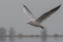 FD-2018-12-28-Hard-Möwe-VG--3 FD-2018-12-28-Hard-Möwe-VG--3