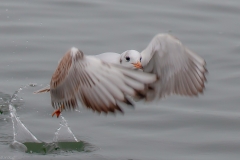 FD-2018-12-28-Hard-Möwe-VG--4 FD-2018-12-28-Hard-Möwe-VG--4