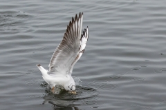 HaraldPichler_Broteintauchen
