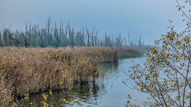 Fussach_Kurt-Lachner_2022-10-30125450