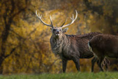 0255_Ardetzenberg_Fotoausflug_24.10.2020@Fototeam-Digital-2020