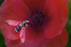 01-Macro_GerhardSch_2026