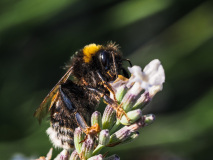 02-Macro_GerhardSch_2026