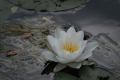 080_Seerose_GerhardScheucher