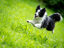 HundeAction_2023_GerhardS