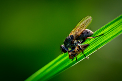 Macro_Fliege_Gerhard-Scheucher_29.-Juli-2026
