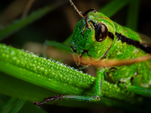 Macro_Grashuepfer-Kopf_Gerhard-Scheucher_29.-Juli-2026