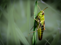 Macro_Grashuepfer_Gerhard-Scheucher_29.-Juli-2026