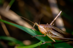 Macro_Grosse-Schiefkopfschrecke_Gerhard-Scheucher_29.-Juli-2026