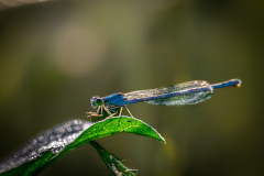 Macro_Libelle-1_Gerhard-Scheucher_29.-Juli-2026