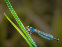 Macro_Libelle_Gerhard-Scheucher_29.-Juli-2026