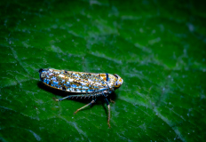 Macro_Orientzikade_Gerhard-Scheucher_25.-Juli-2026