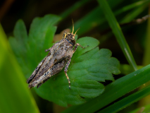 Macro_Saebel_Dornschrecke_Gerhard-Scheucher_29.-Juli-2026