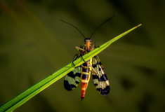 Macro_skorpionsfliege_Gerhard-Scheucher_29.-Juli-2026
