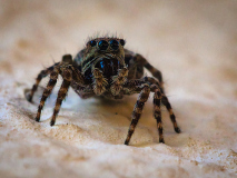 Springspinne-1_GerhardSch_2026