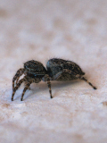 Springspinne-seitlich_GerhardSch_2026