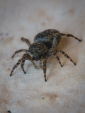 Springspinne_GerhardSch_2026