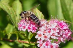 Biene1_GiselaKuzel_2026