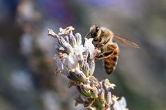 Biene2_GiselaKuzel_2026