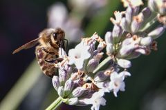 Biene3_GiselaKuzel_2026