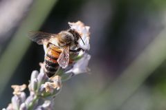 Biene4_GiselaKuzel_2026