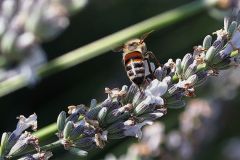 Biene5_GiselaKuzel_2026