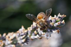 Biene6_GiselaKuzel_2026