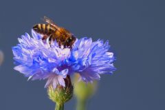 Biene7_GiselaKuzel_2026