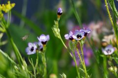 Blumen10_GiselaKuzel_2026