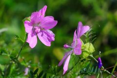 Blumen1_GiselaKuzel_2026