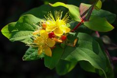 Blumen2_GiselaKuzel_2026