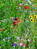 Blumen3_GiselaKuzel_2026