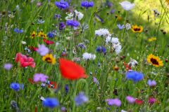 Blumen4_GiselaKuzel_2026