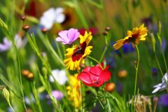 Blumen6_GiselaKuzel_2026