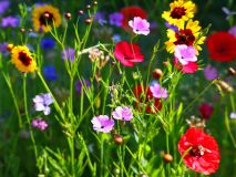 Blumen7_GiselaKuzel_2026