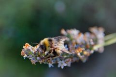 Hummel1_GiselaKuzel_2026