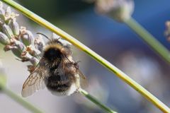 Hummel2_GiselaKuzel_2026