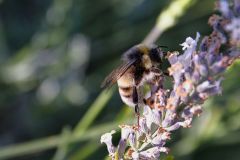 Hummel3_GiselaKuzel_2026