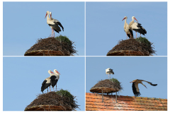 IMG_006_Nest-ist-gebaut
