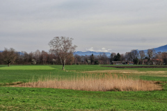 IMG_010_schweizer-Riet