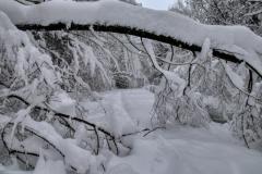 IMG_2493a
