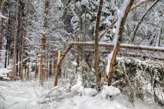 IMG_2495a