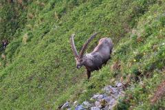 Kanisfluh3_Steinbock