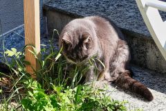 Katze_GiselaKuzel_2026