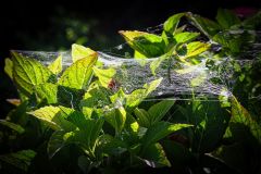 Netz_GiselaKuzel_2026