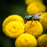 040_Fly_HannesRehm-